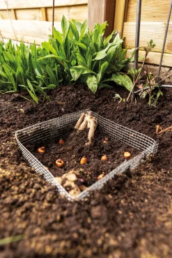 bellissa Haas Wühlmauskorb für Blumenzwiebeln