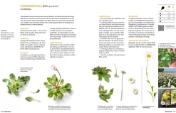 Becker Joest Volk Verlag Wildkräuter New