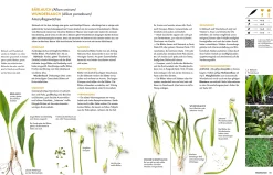 Becker Joest Volk Verlag Wildkräuter New