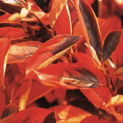 Martin Müller Baumschulen Wildobstgehölz Apfelbeere 'Hugin' Discount