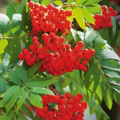 Martin Müller Baumschulen Wildobstgehölz Edel-Eberesche 'Klosterneuburg' New