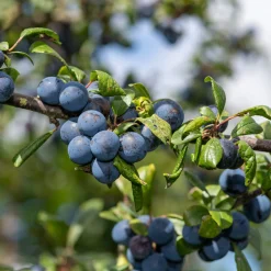 Martin Müller Baumschulen Wildobstgehölz Großfrüchtige Schlehe ’Reto‘ Clearance
