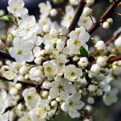 Martin Müller Baumschulen Wildobstgehölz Großfrüchtige Schlehe ’Reto‘ Clearance