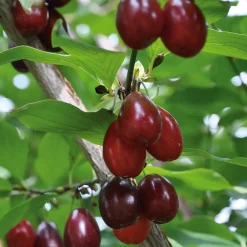 Manufactum Wildobstgehölz Kornelkirsche 'Schönbrunner Gourmetdirndl' Clearance