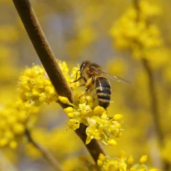 Manufactum Wildobstgehölz Kornelkirsche 'Schönbrunner Gourmetdirndl' Clearance