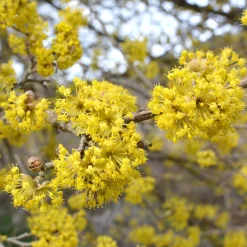 Martin Müller Baumschulen Wildobstgehölz Kornelkirsche Hot