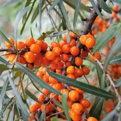Martin Müller Baumschulen Wildobstgehölz Sanddorn Best