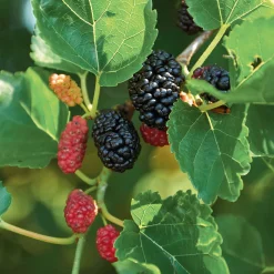 Martin Müller Baumschulen Wildobstgehölz Schwarze Maulbeere 'Wellington' Clearance