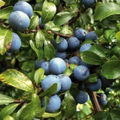 Manufactum Wildobstgehölz Zibarte Discount