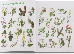 BLV Buchverlag Wildpflanzen neu entdecken Hot