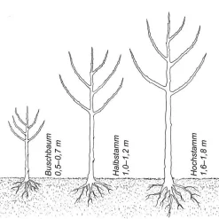 Martin Müller Baumschulen Winterapfel 'Rote Sternrenette'