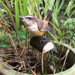 Wildlife Garden Zaunkönig Lindenholz handgeschnitzt Sale