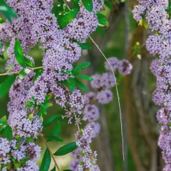 Martin Müller Baumschulen Ziergehölz Hänge-Buddleie