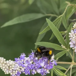 Martin Müller Baumschulen Ziergehölz Mönchspfeffer Best