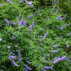 Martin Müller Baumschulen Ziergehölz Mönchspfeffer Best