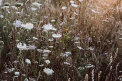Prestel Verlag Zu den Wiesen Best