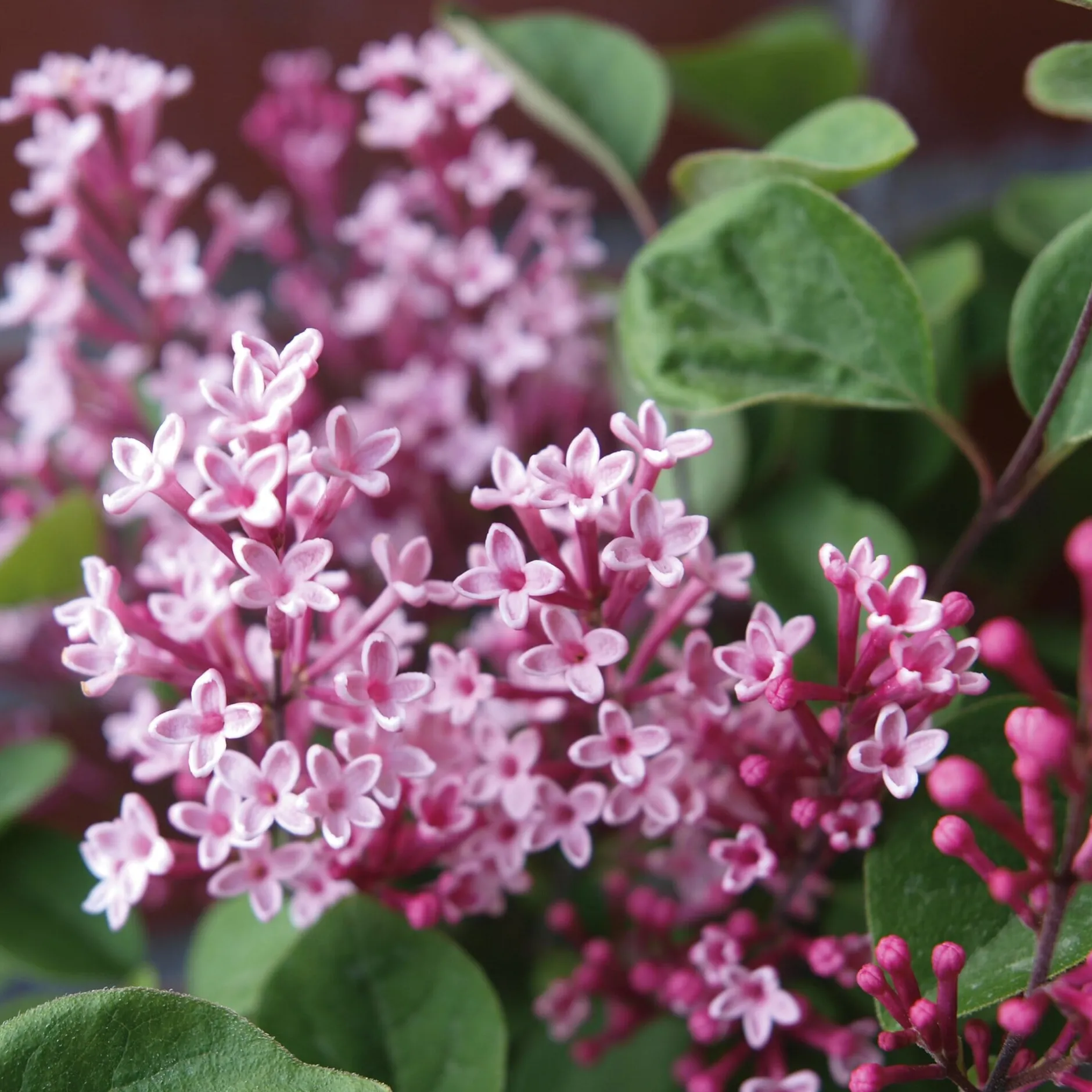 Martin Müller Baumschulen Zwerg-Duftflieder 'Tinkerbelle' Outlet
